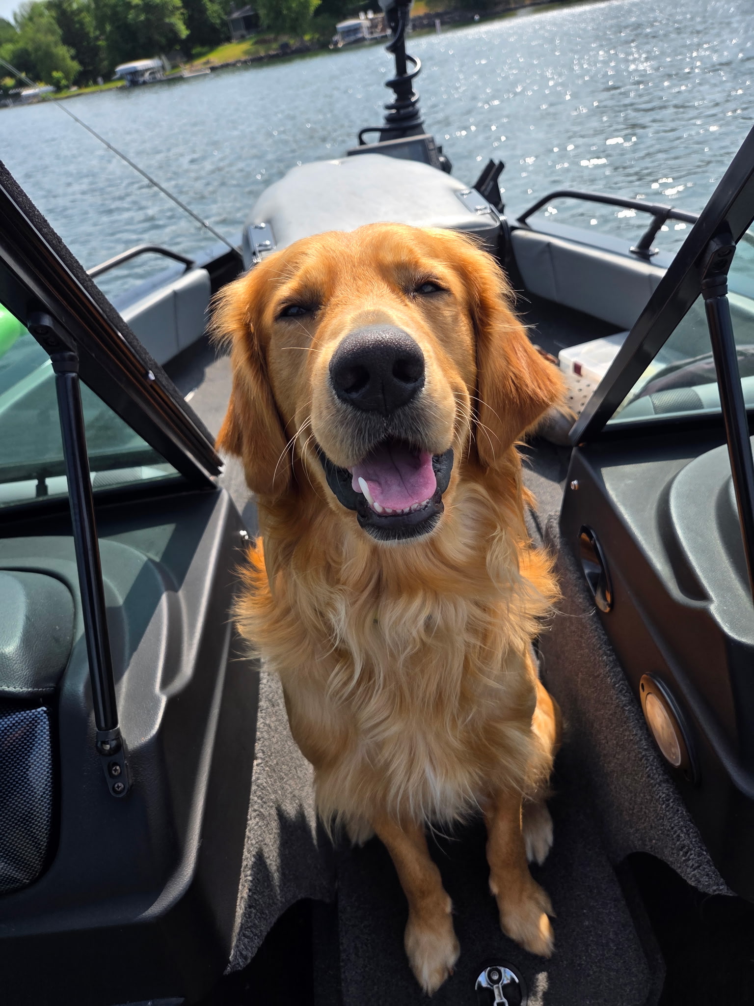 Rusty the golden retriever, mascot of Smith Construction and Rusty's Home Inspection